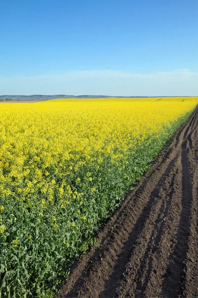 Bloeiende koolzaad veld in het voorjaar van — Stockfoto