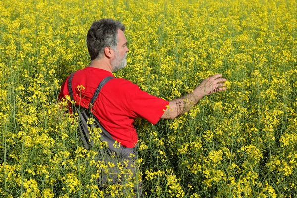 Agricultor o agrónomo en el campo de colza en flor — Foto de Stock