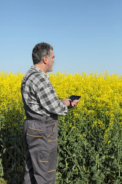 Agricultor o agrónomo en el campo de colza en flor — Foto de Stock