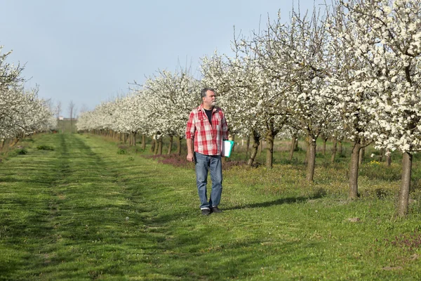 Agricoltore o agronomo in fiore prugneto — Foto Stock