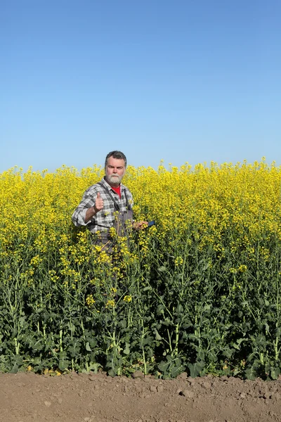 Фермер или агроном в цветущем рапсовом поле — стоковое фото