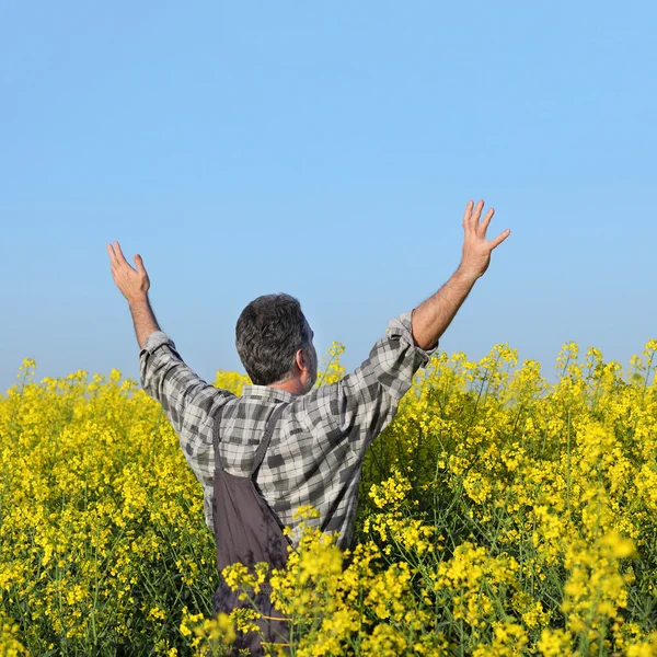 Farmer gesturing in blossoming rapeseed field — Stock Photo, Image