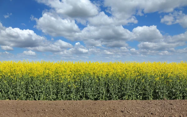 Bloeiende koolzaad veld in het voorjaar van — Stockfoto