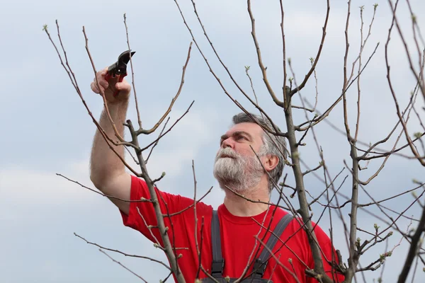 Uomo albero di potatura nel frutteto — Foto Stock