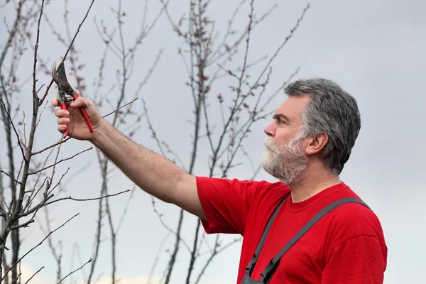 Man pruning tree in orchard — Stock Photo, Image