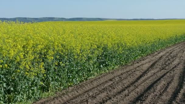 Agriculture, rapeseed field, zoom out — Stock Video