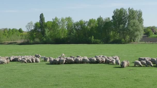 Çayır, koyun sürüsü — Stok video