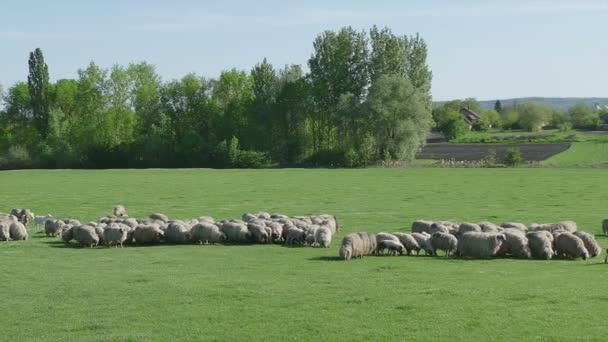 Herd of sheep at meadow — Stock Video