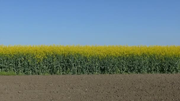 Plantas de colza em campo zoom out vídeo — Vídeo de Stock