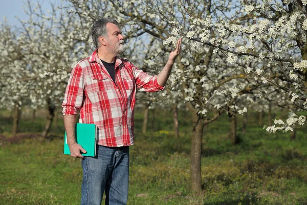 Agricultor o agrónomo en huerto de ciruela en flor — Foto de Stock