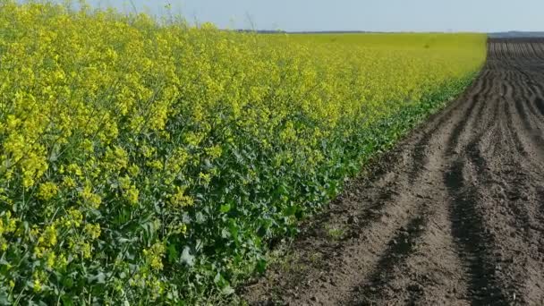 Campo de colza en primavera, zoom en video — Vídeos de Stock