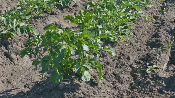 Planta de papa en el campo — Vídeos de Stock