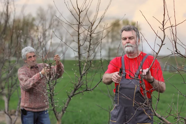 Arbeiter schneiden Baum in Obstgarten, Landwirtschaft — Stockfoto