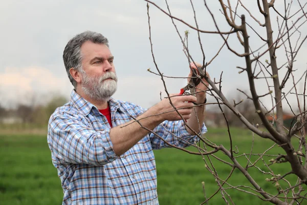 Worker pruning tree in orchard, agriculture — Stock Photo, Image