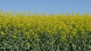 Kolza tohumu bitki alanında