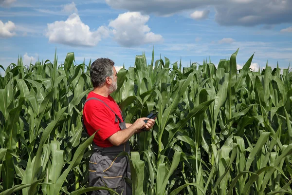 Agricultor ou agrônomo inspecionar campo de milho usando tablet — Fotografia de Stock