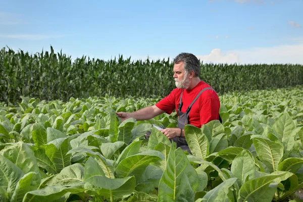 Farmer or agronomist inspect tobacco field — Stock Photo, Image