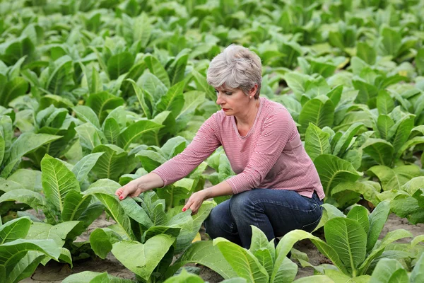 Фермер или агроном осматривает табачное поле — стоковое фото