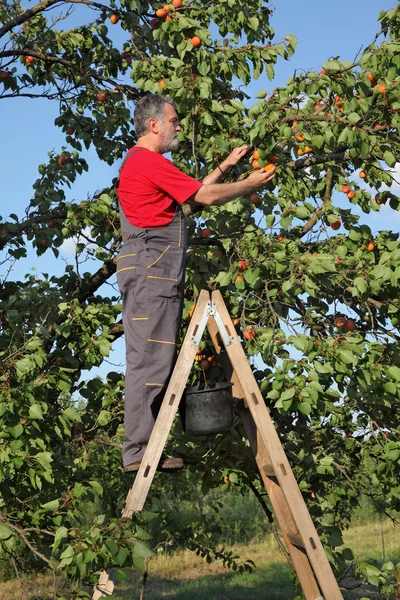 Farmer at ladder picking apricot — Stock Photo, Image