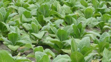 Tütün tesisi alanı