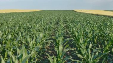 Mısır bitki alanında