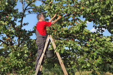 Çiftçi kayısı meyve toplama merdiveni