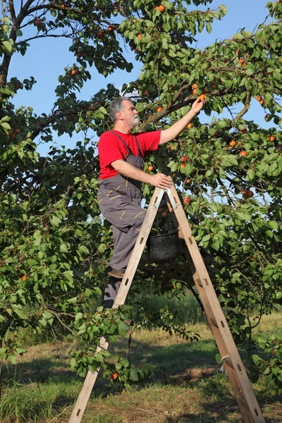 Farmer at ladder picking apricot fruit — Stock Photo, Image