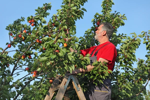 Bauer an der Leiter pflückt Aprikosenfrüchte — Stockfoto