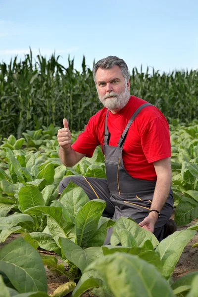 Agricultor o agrónomo inspeccionan campo de tabaco — Foto de Stock