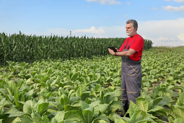 Agricultor ou agrônomo inspecionar campo de tabaco — Fotografia de Stock