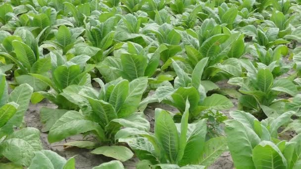 Planta de tabaco en el campo — Vídeos de Stock