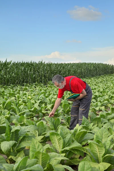 Chovatel nebo agronom kontrolovat tabákové pole — Stock fotografie
