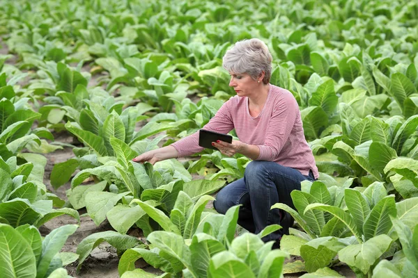 Agricultor o agrónomo inspeccionan campo de tabaco — Foto de Stock