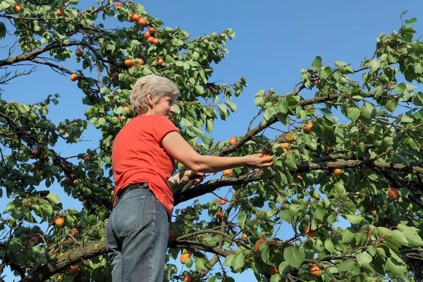 Farmer at ladder picking apricot fruit — Stock Photo, Image