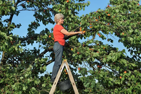 Agricoltore in scala raccogliendo frutta albicocca — Foto Stock