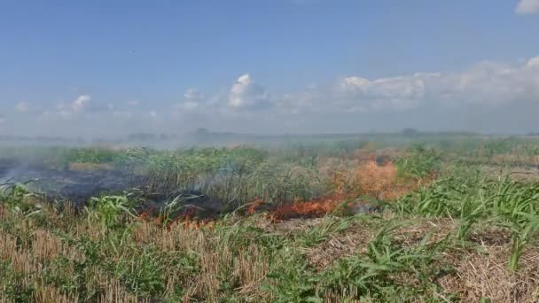 Fuego en el campo — Vídeo de stock