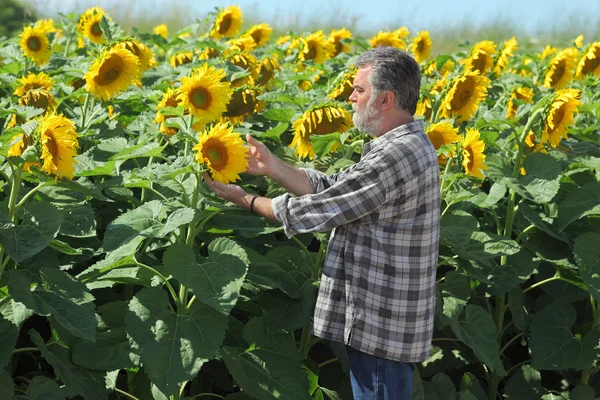 Agricoltore nel campo di girasole — Foto Stock