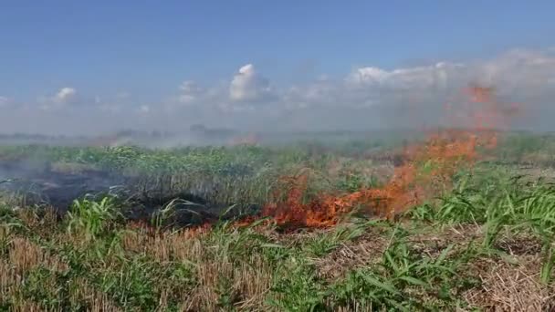 Пожар в поле — стоковое видео