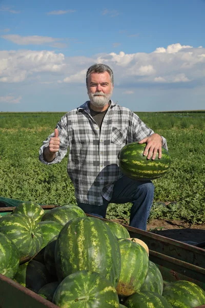 Fermier și pepene verde — Fotografie, imagine de stoc