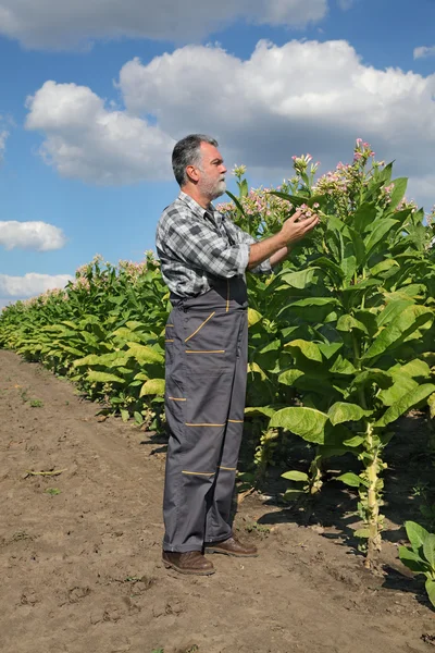 Agricultor en el campo del tabaco — Foto de Stock