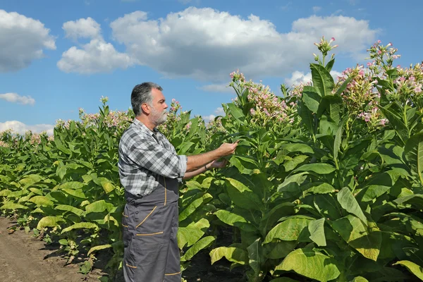Boer in tabak veld — Stockfoto