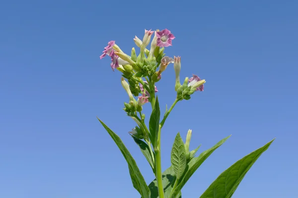 Flores de plantas de tabaco — Fotografia de Stock