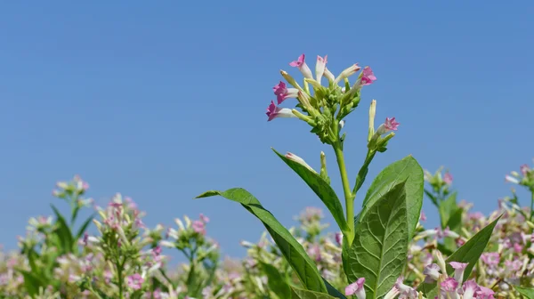 Flores de plantas de tabaco — Fotografia de Stock