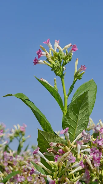 Tobacco plant flowers — Stock Photo, Image