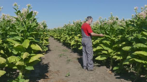 Agricultor examina campo de tabaco — Vídeos de Stock