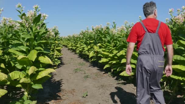 Un agriculteur examine le champ de tabac — Video