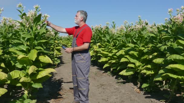 Agricultor examina planta de tabaco en el campo — Vídeo de stock