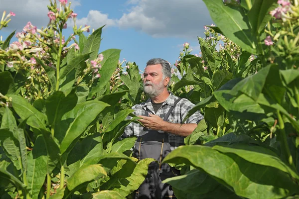 Boer in tabak veld — Stockfoto