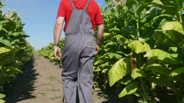 Agricultor examina campo de tabaco — Vídeos de Stock