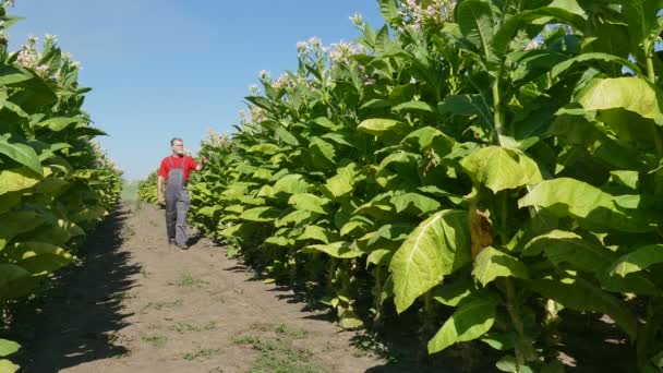 Фермер исследует табачное поле — стоковое видео